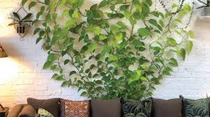 Take advantage of vertical space by hanging potted plants from this diy living wall. Trailing Plants Vertical Vines For A Living Wall Type Look Sunset Magazine