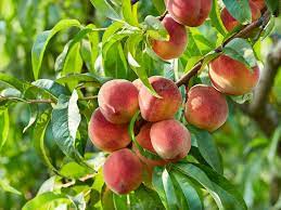 Peche Brugnon Et Nectarine Quelle Difference