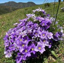 Image result for Nierembergia hippomanica