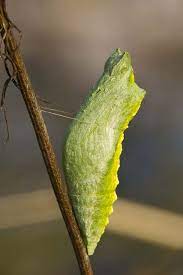 After about a week or a little more it hatched and was a very beautiful black swallowtail butterfly. Swallowtail Butterfly Chrysalis Used For Project Butterfly Chrysalis Plant Creatures Cocoon Butterfly