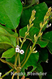 Image result for Neonotonia wightii