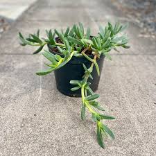 Image result for Carpobrotus