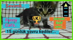 kedi cagirma sesi yavru kedi miyavlamasi cagiran kedinin anne yavrusunu cagiriyor cagirmasi cat youtube