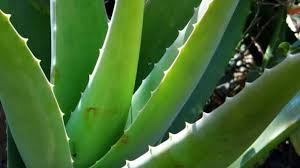 Batang lidah buaya mempunyai berkas pembuluh tipe konsentris amfivasal yaitu terdapatnya kambium dalam berkas ini yang berfungsi sebagai penghubung antara xylem dan floem. Pelepah Lidah Buaya Aloe Vera Alami Shopee Indonesia