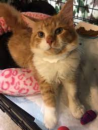 A san bernardino, ca 92404 rescue helping to find loving homes for cats. Kittyland