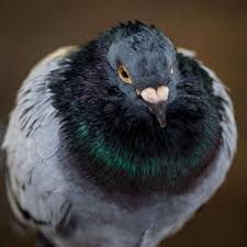 Hello friends aapka savagat he sb pigeons youtube channel me.यहां पर आपको कबूतर की सारी जानकारी और कबूतर की सारी नसल के बारे में नॉलेज मिलेंगी.mera. Residents In Ealing Are At War Over The Feeding Of Pigeons Mylondon