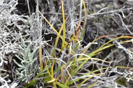 Image result for Costularia