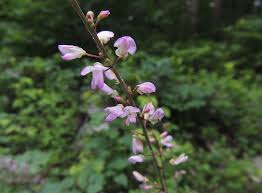 Image result for Hylodesmum