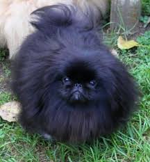 Black And White Pekingese Puppies For Sale Just Look At That Pekingese Face I Never Owned A Black Peke But I Have Owned A Fawn 2 Reds And A Biscuit Pekingese Dogs Pekingese Pekingese Puppies