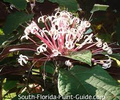 Image result for Clerodendrum capitatum