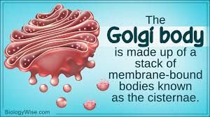 What parts does the animal cell consist of? Functions Of The Golgi Body Biology Wise