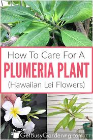 Maybe you would like to learn more about one of these? Plumeria Plant Care Guide How To Grow Plumeria Plants