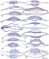 Image result for Heracleum abyssinicum