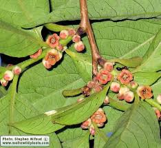 Image result for Diospyros mafiensis