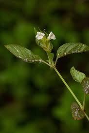 Image result for Asystasia mysorensis