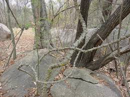 Image result for Pterolobium stellatum