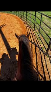 Some days you just need the sunshine and a horse! #horsetiktok #quarterhorse
