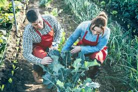 Maybe you would like to learn more about one of these? 5 Reasons Behind Broccoli Plant Leaves Turning Yellow And How To Prevent It
