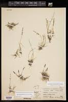 Image result for Sporobolus coromandelianus