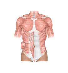 Silent photo tour of the muscles of the torso model for the clovis community college (california) online biology labs. Anatomy Front View Of The Human Thoracic And Abdominal Wall Muscles Stock Illustration Illustration Of Abdominis Oculi 55488814