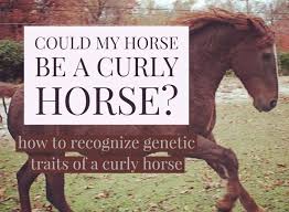 Curly horse breed is almost too cute to exist. 7 Ways To Tell If Your Horse Might Be A Curly Horse Curlyfarm Com
