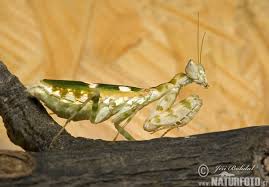 Females can be cannibalistic but males are fairly communal. Jeweled Flower Mantis Photos Jeweled Flower Mantis Images Nature Wildlife Pictures Naturephoto