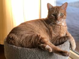 People usually have no symptoms until a tumor has become very large or in determining a person's outlook, healthcare providers consider the cancer's stage and how abnormal the cancerous cells are. Opinion A Snake Bit My Cat Clearing Out My Bank Accounts To Save Him Was An Easy Choice The Washington Post