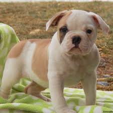 In this site you could find bulldogs pedigrees, pictures, information,. Engam Bulldog Puppies For Sale Greenfield Puppies