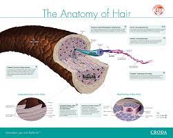 Engineered with nrf2 science, infused with clean, effective ingredients, the truescience hair care system is designed specifically for biohackers. The Science Of Hair Strength