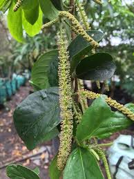 Image result for Antidesma venosum