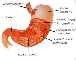 Maybe you would like to learn more about one of these? Kenali Anatomi Lambung Dan Fungsinya Bagi Tubuh Manusia Ringtimes Bali