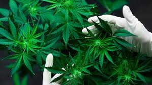Los legisladores aprobaron un proyecto de ley para plantas de marihuana crecieron el año pasado en un campamento de manifestantes a favor de la legalización afuera del edificio del senado en ciudad de. Senado De Mexico Aprueba Despenalizacion De La Marihuana Para Todos Sus Usos El Economista
