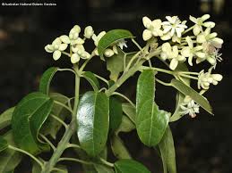 Image result for Hernandiaceae