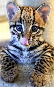 Watch This Ocelot Kitten S Adorable Playdate With His Bff A Dog E News Cute Baby Animals Animals Cute Animals