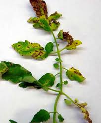 Image result for Septoria leaf spot of tomato