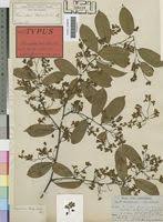 Image result for Securidaca welwitschii