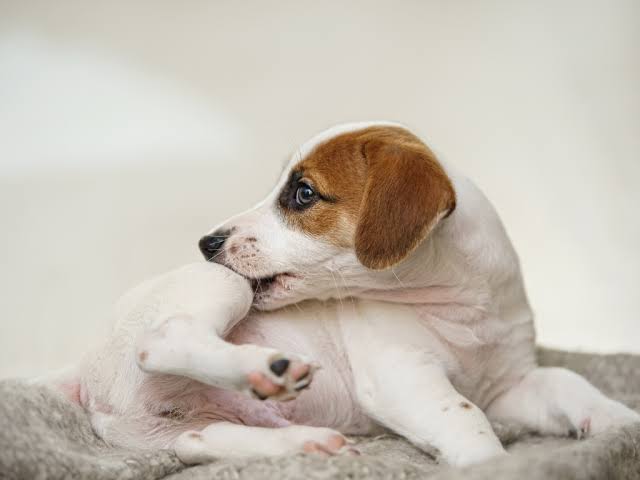 Perro rascándose