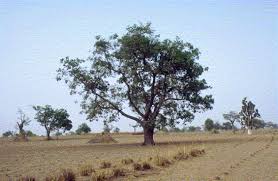 Image result for Faidherbia