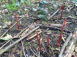 Covering japanese knotweed with tarps suppresses the plant's growth and ultimately kills it. Do You Have Japanese Knotweed In Your Garden Tree Heritage