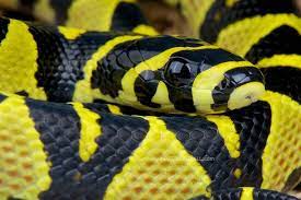 Mandarin Ratsnake Euprepiophis Mandarinus Vietnam Rat Snake Poisonous Snakes Reptile Room