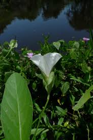 Image result for Aniseia martinicensis