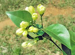 Image result for Maerua paniculata