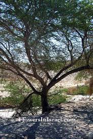 Image result for Acacia gerrardii