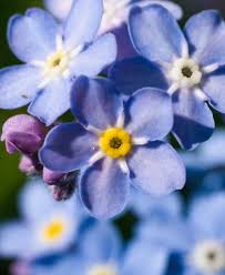 Your cancer date is more than likely full of emotional turmoil. Forget Me Nots Flowers Featured Content Lovingly