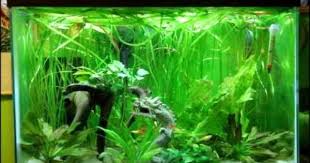Betta And Guppy Community Fish Tank Community Fish Tank Fish Tank Betta Fish