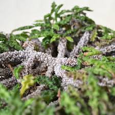 Image result for Euphorbia davyi