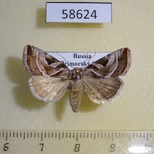 Image result for Autographa excelsa
