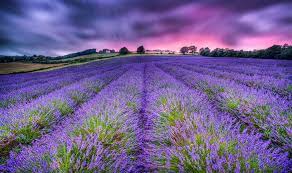 Polly Followyoursunshine Me On Twitter Lavender Farm Beautiful Beautiful Nature