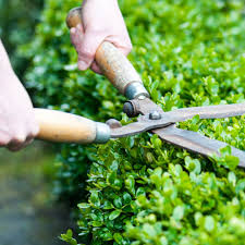 Wenn sie lila bäume oder sträucher vollständig auf wenige zentimeter des bodens schneiden, ist es am besten, dies im zeitigen frühjahr. Hecke Schneiden Was Ist Wann Erlaubt Brigitte De