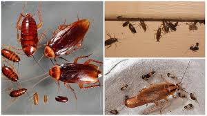Maybe you would like to learn more about one of these? Comment Les Cafards Se Reproduisent
